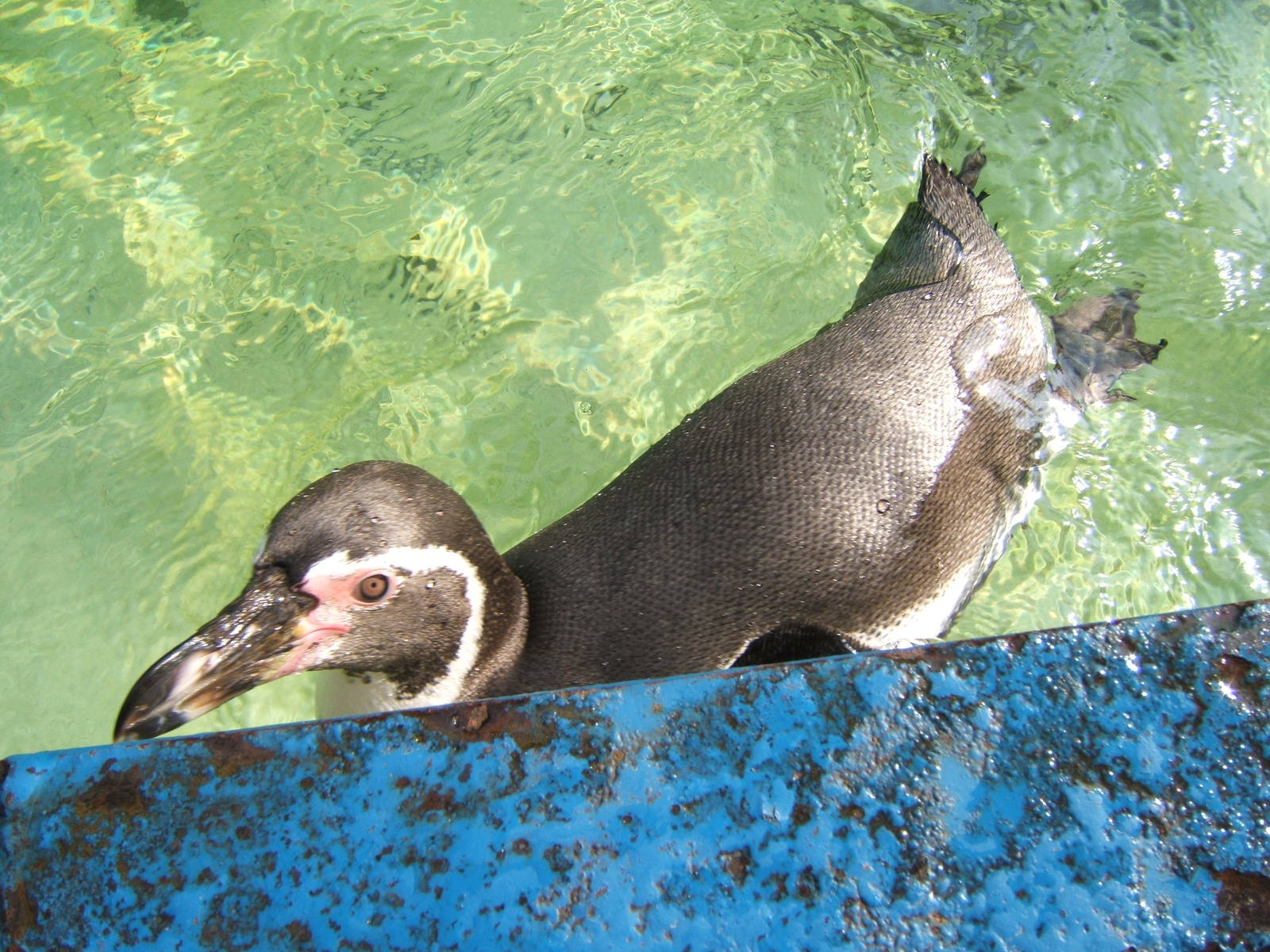 Humboldt`s Penguin