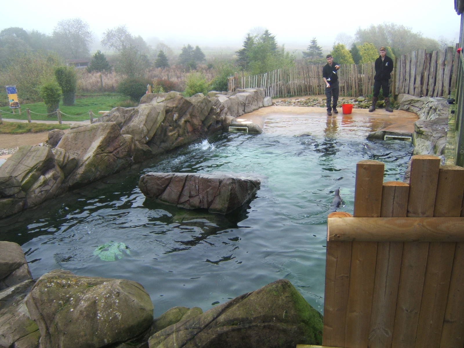 Humboldt`s penguins been fed