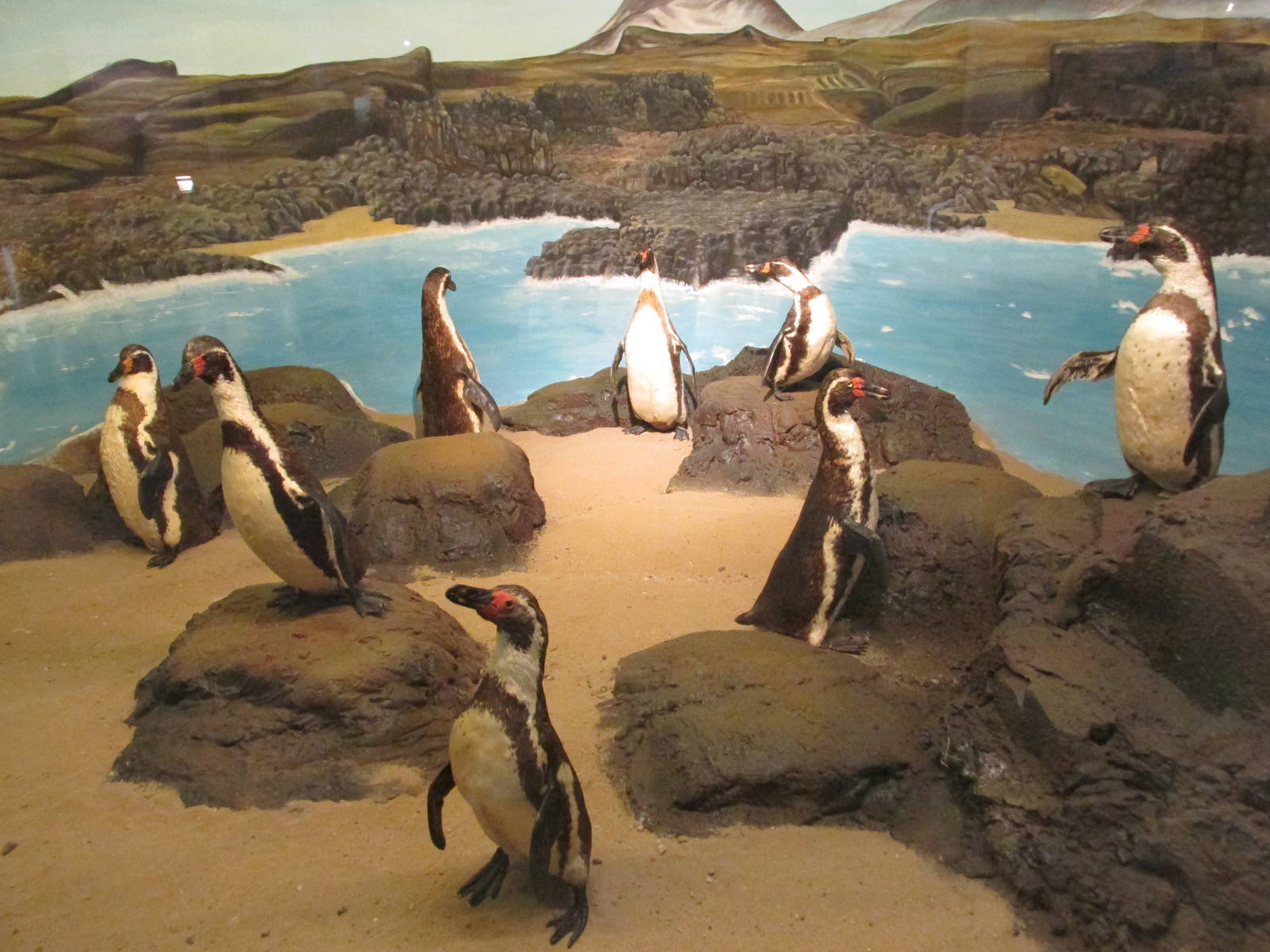 humboldt?s penguins museo de historia natural