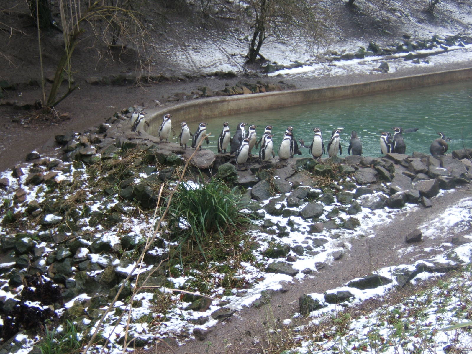 Humboldt`s Penguins