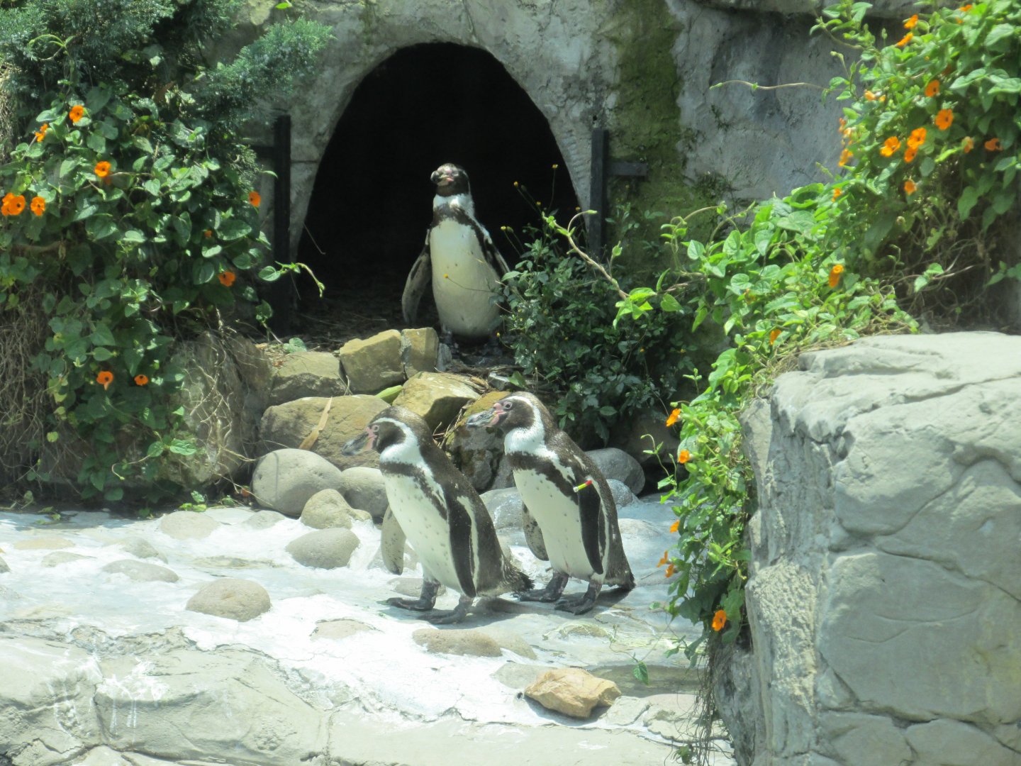humboldt´s penguins
