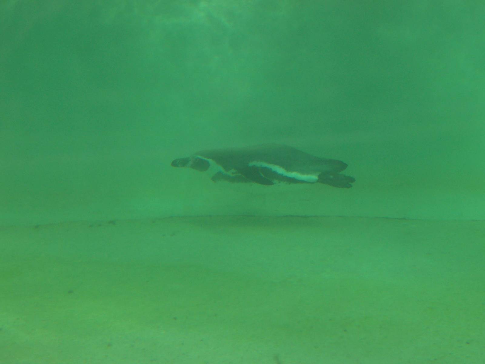 Humboldt Under water