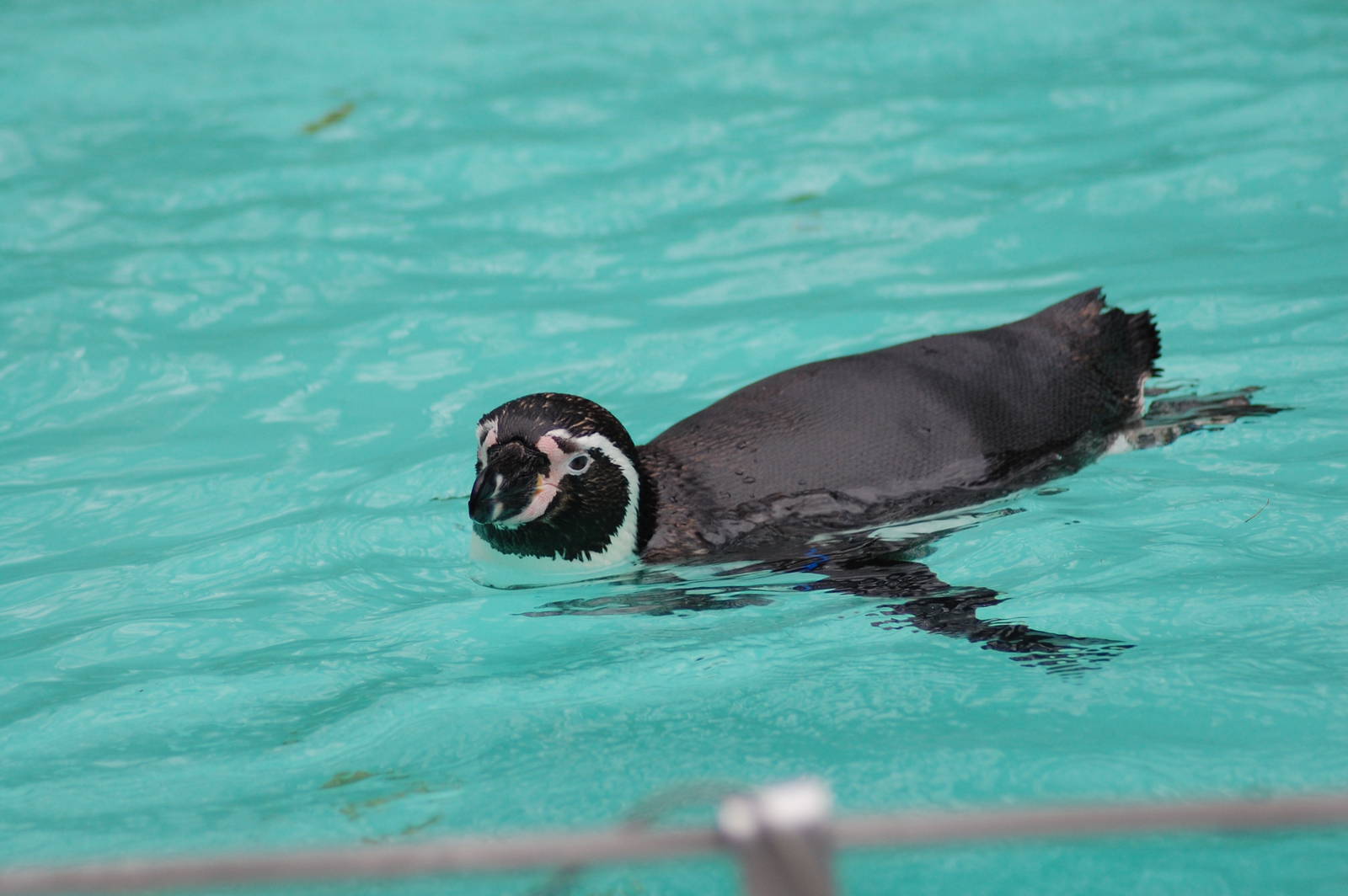 Humboldtpinguin 08-01-2011