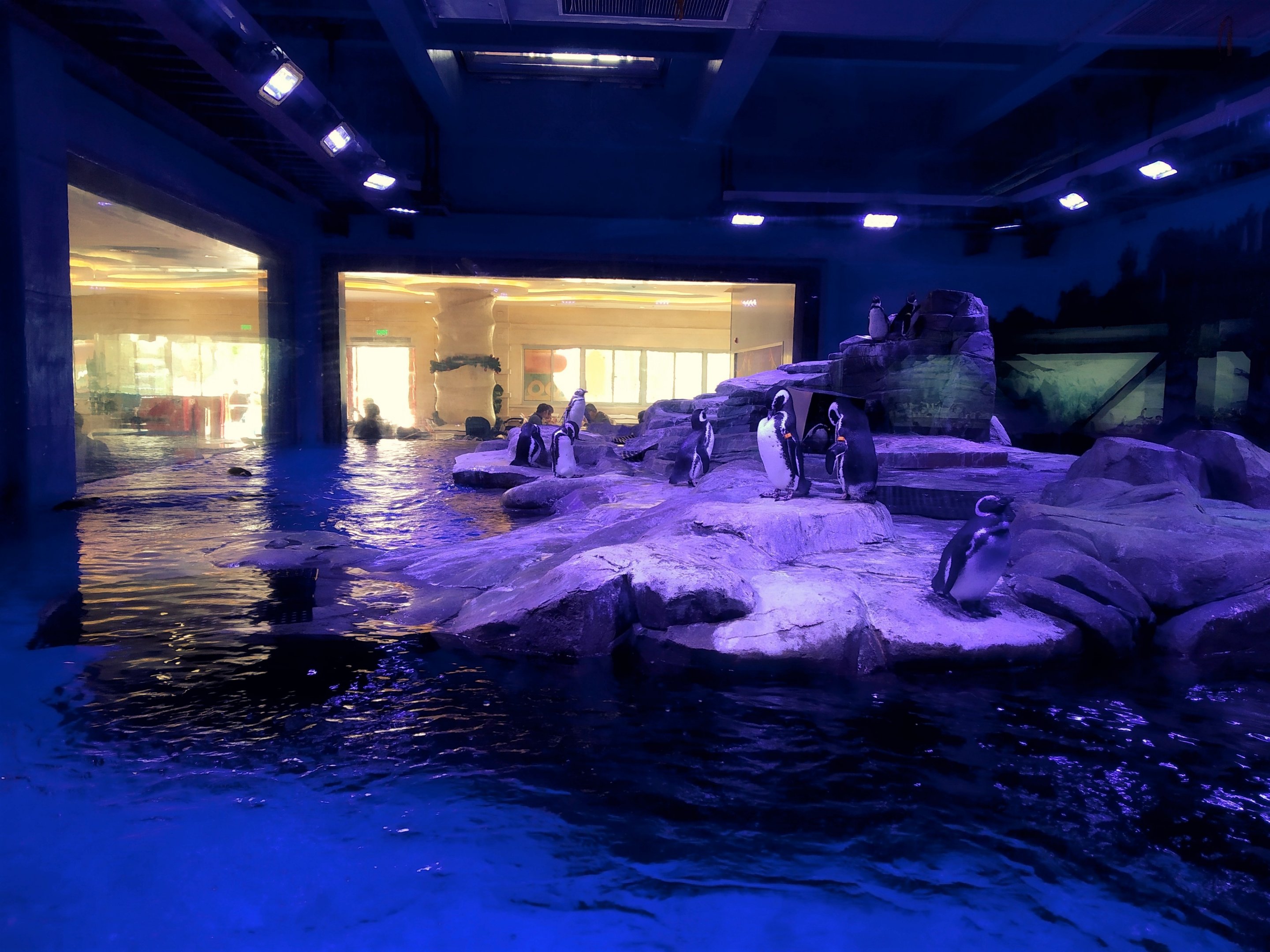 Humboldt's and Megallenic Penguin Exhibit