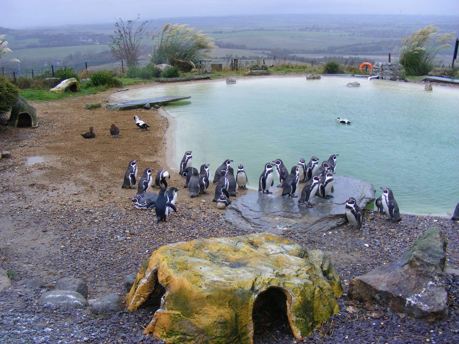 Humboldt's and rockhopper penguins at Whipsnade Zoo, 11 November 2010