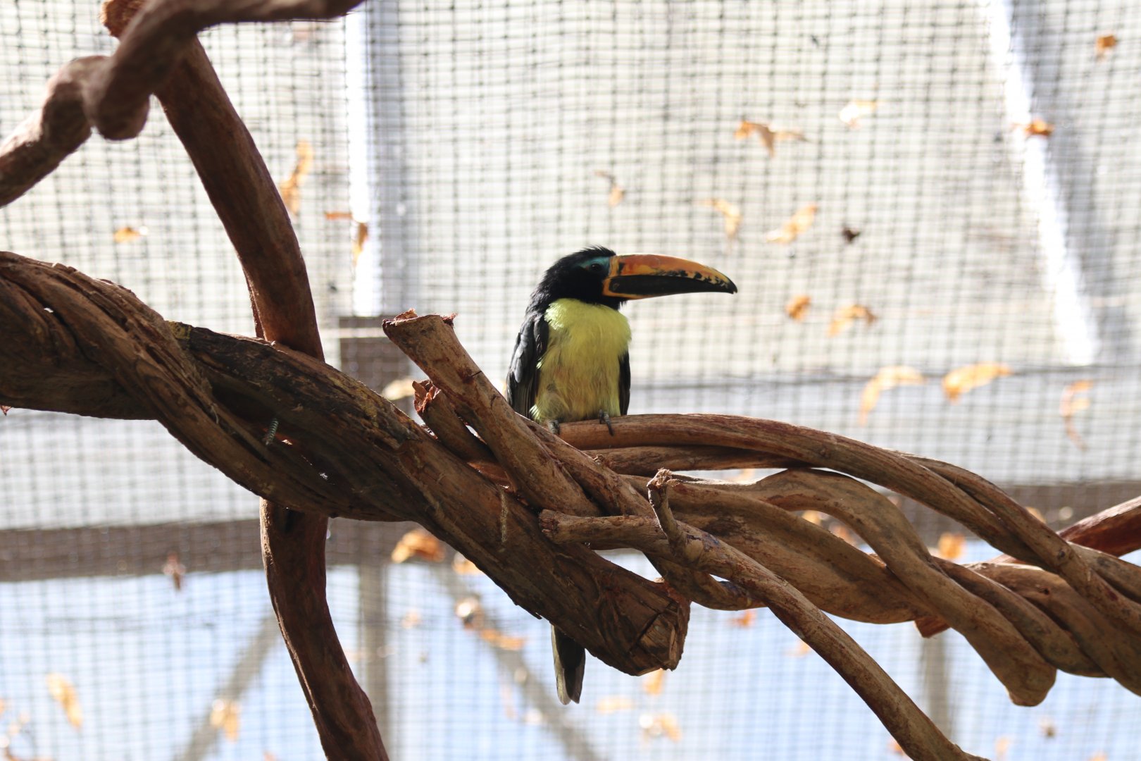 Humboldt's aracari (Pteroglossus humboldti)