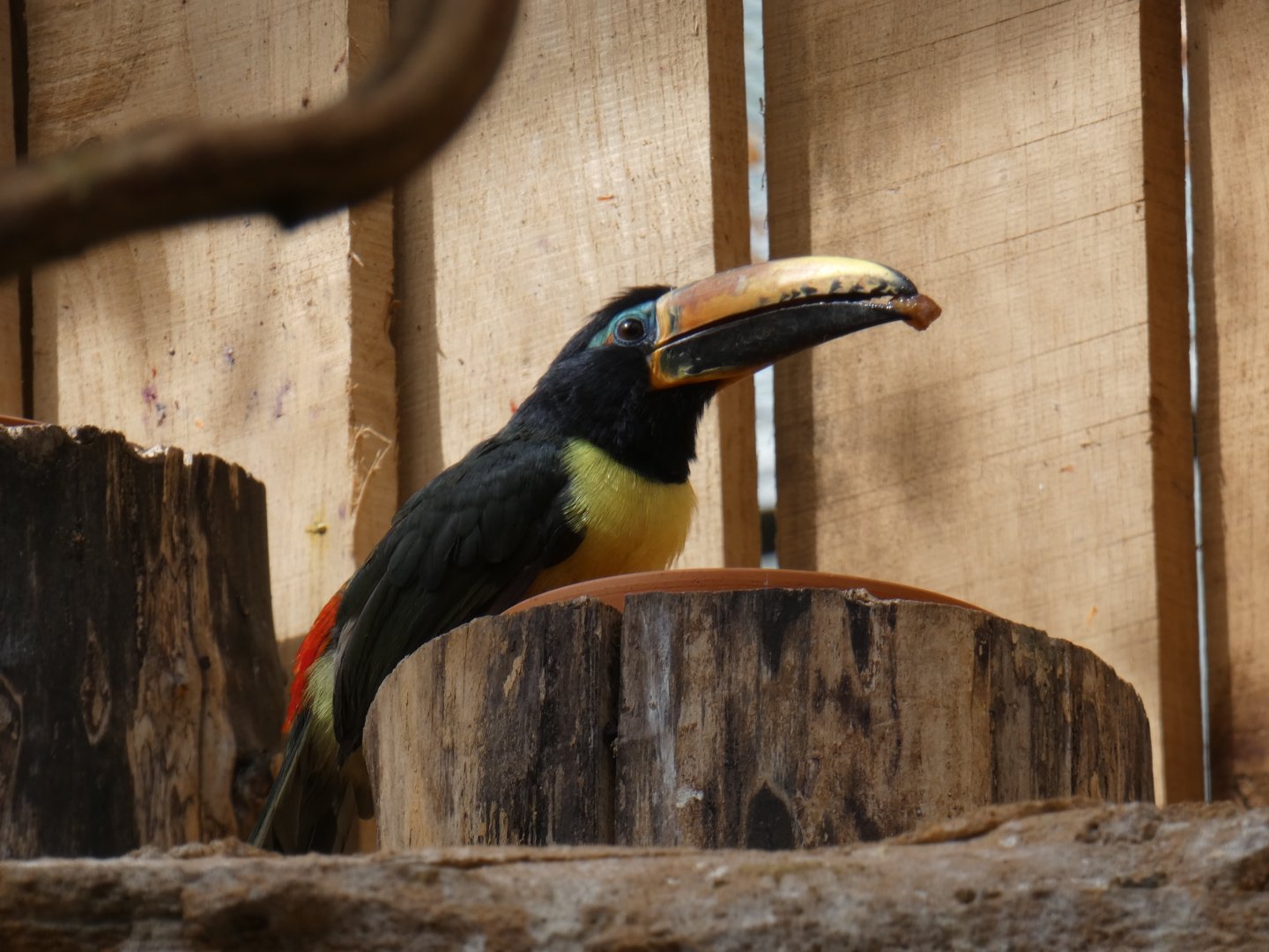 Humboldt's Aracari