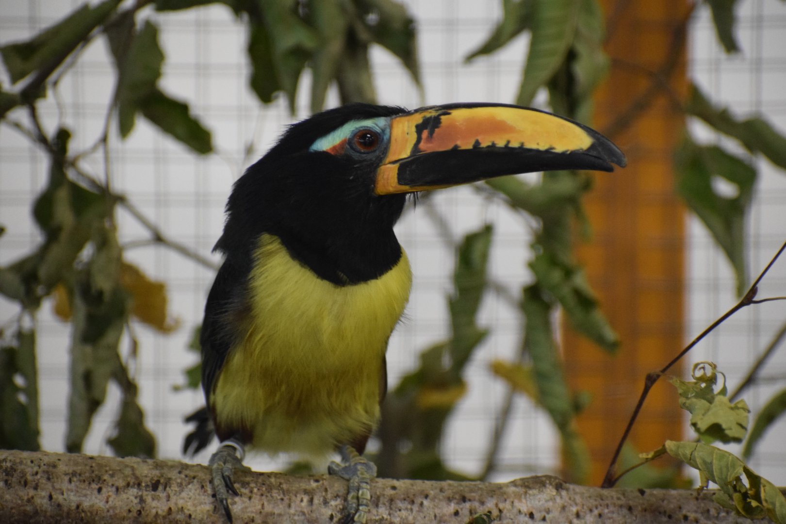 Humboldt's aracari