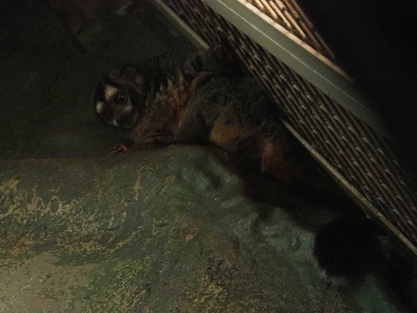 Humboldt's douroucouli (Aotus trivirgatus), 2019-12-30