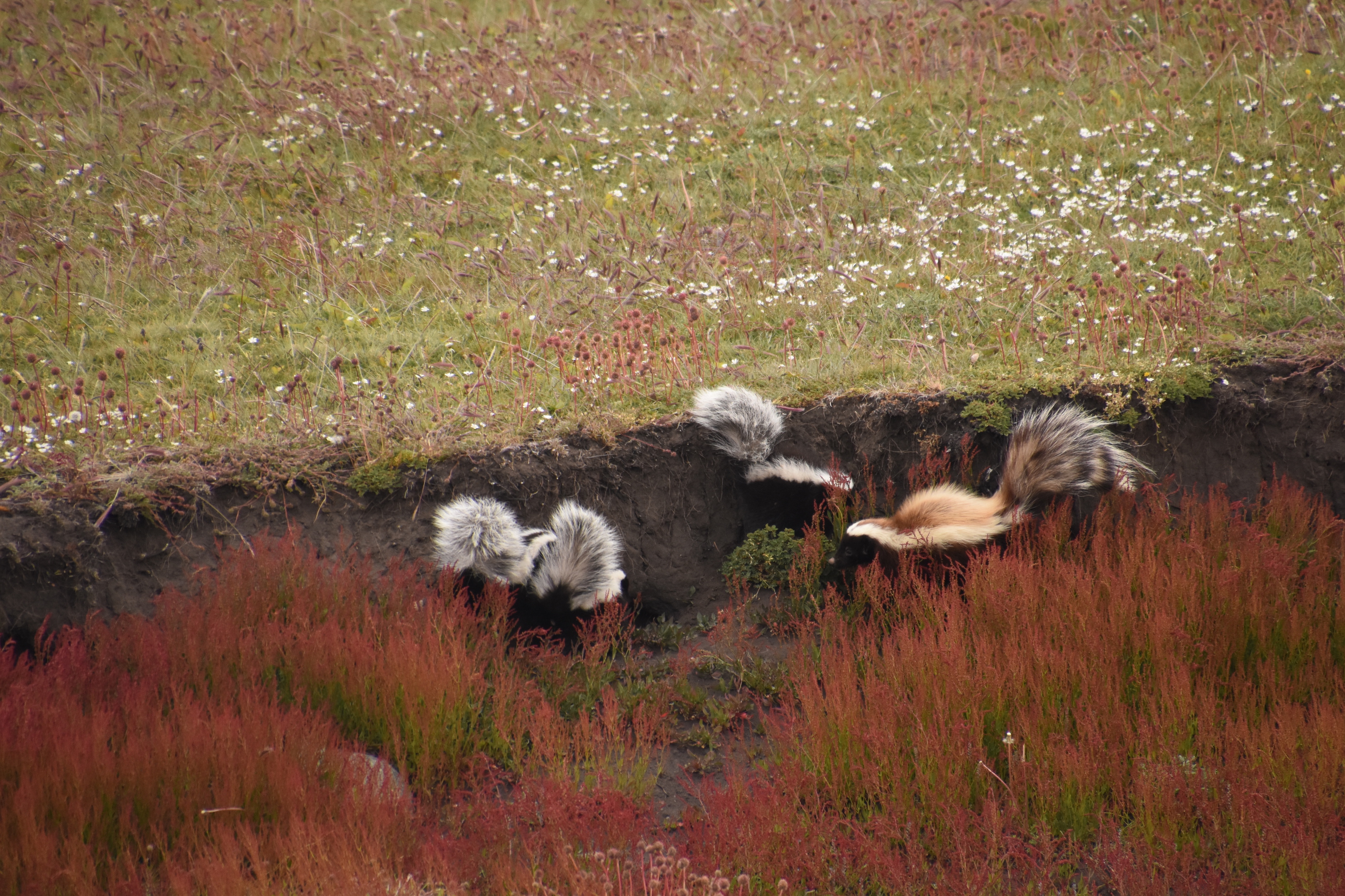 Humboldt's hog-nosed skunk
