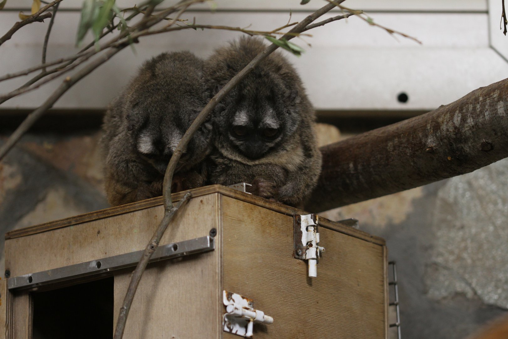 Humboldt's night monkey (Aotus trivirgatus)