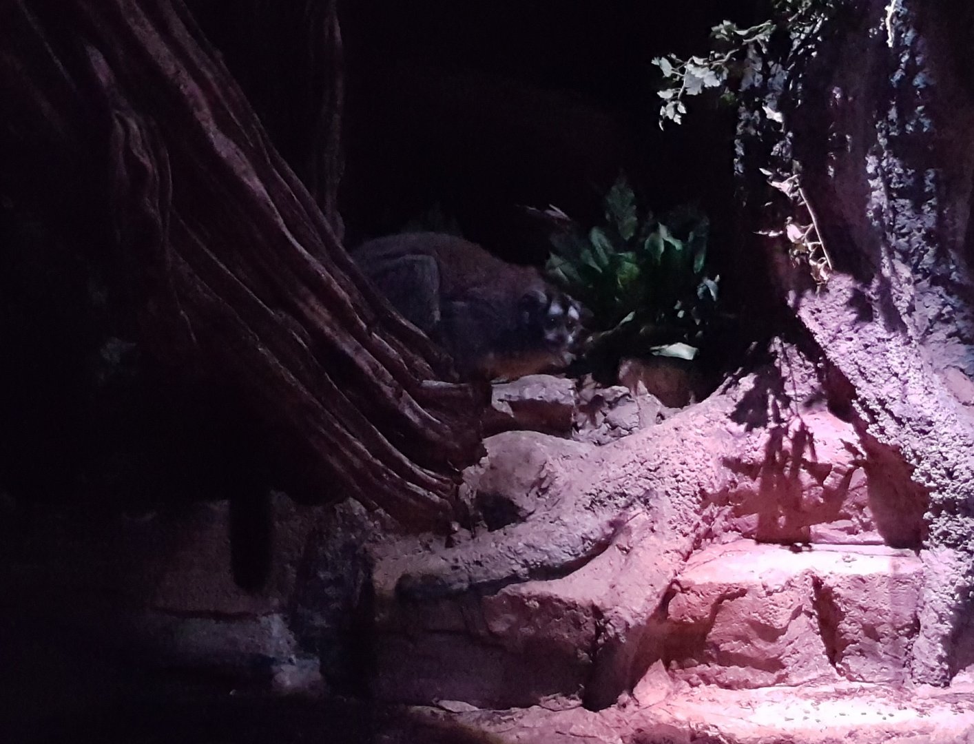 Humboldt's night monkey