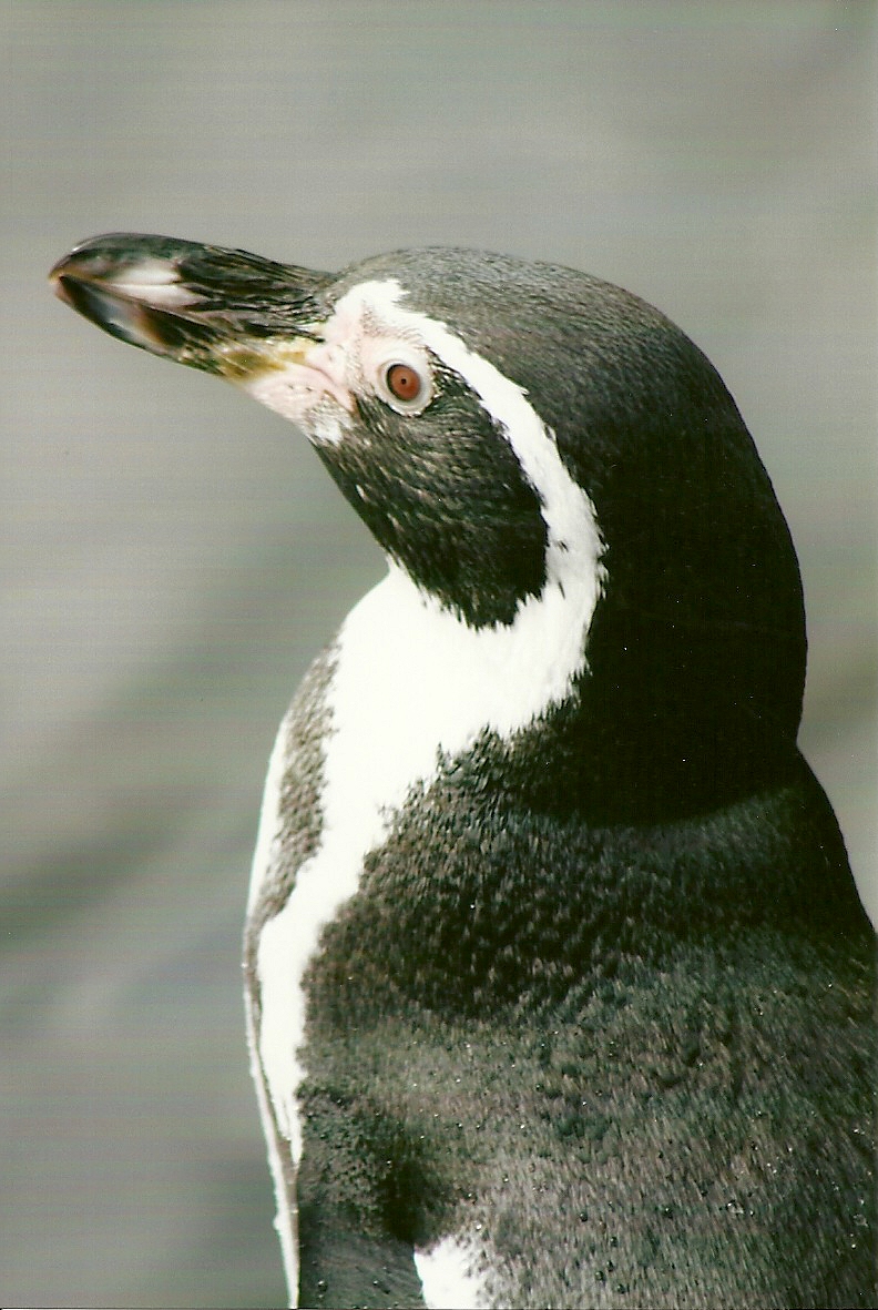 Humboldt's Penguin 12th September 2012