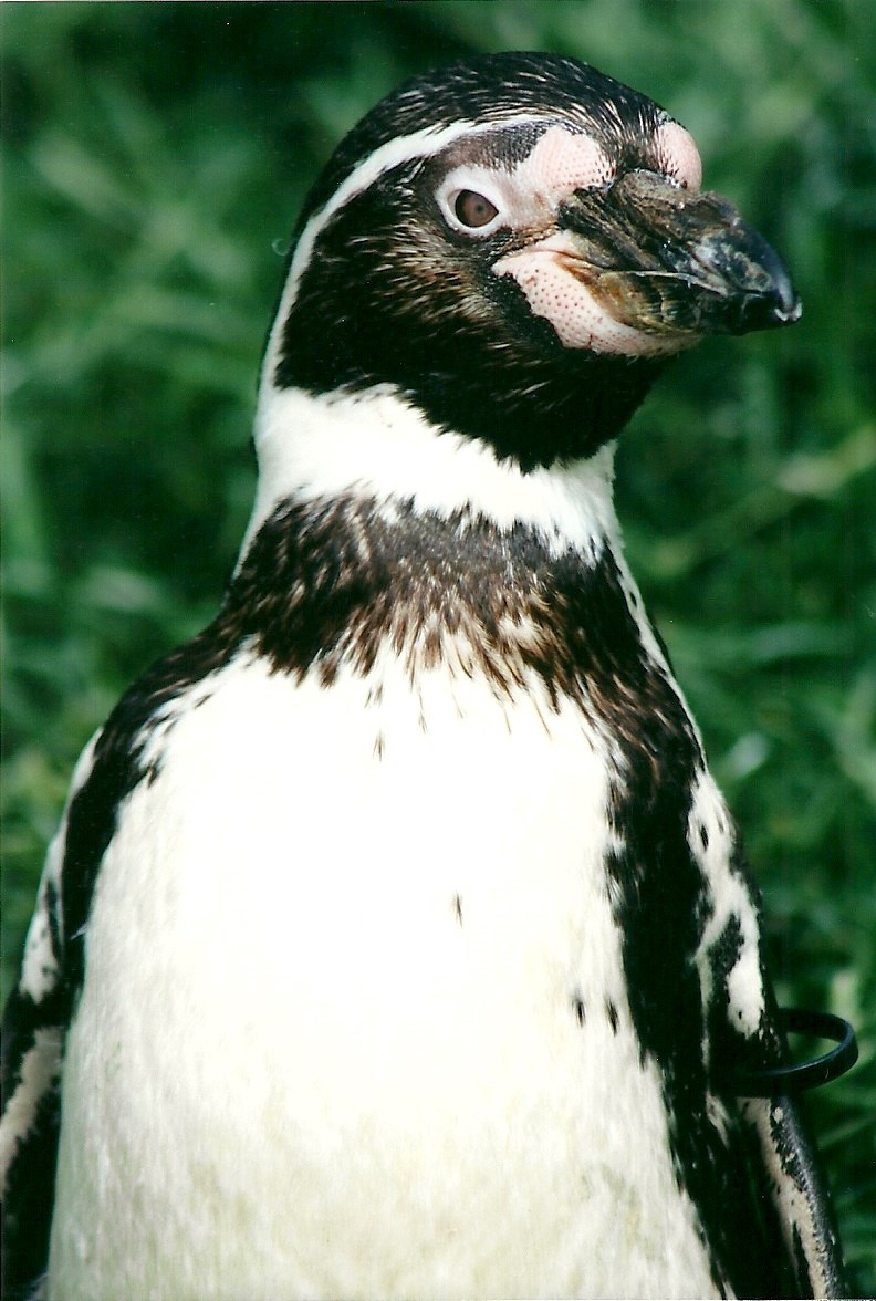 Humboldt's Penguin 19th May 2013