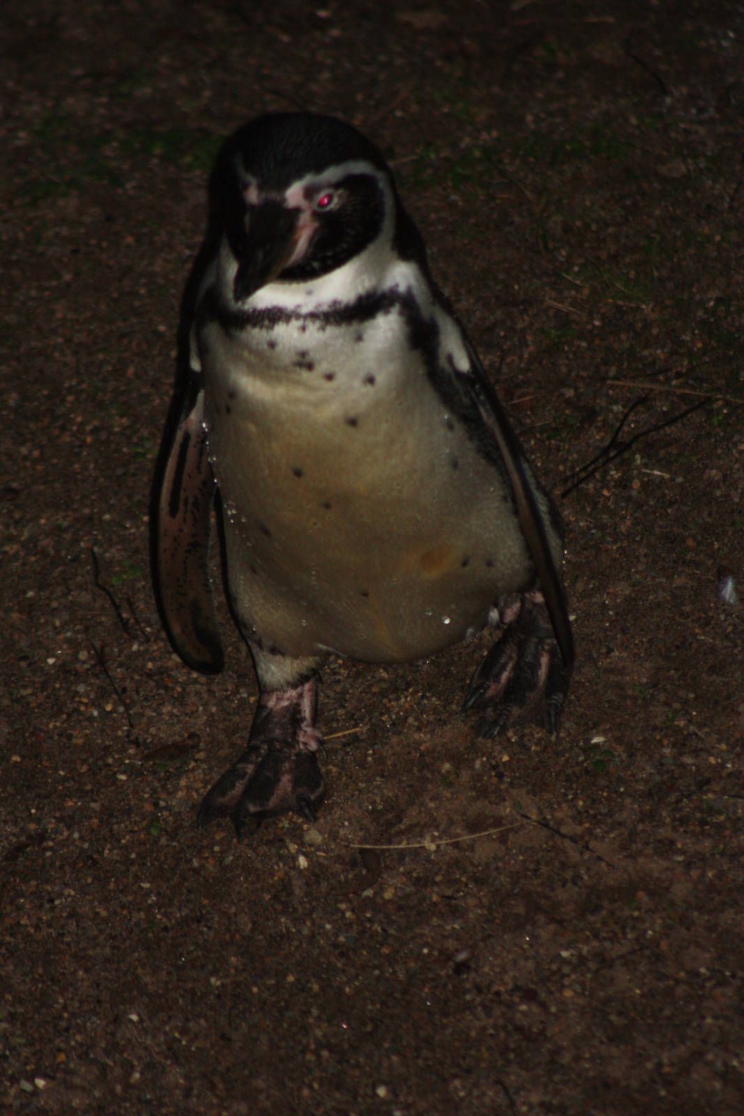 Humboldt's Penguin, 22nd December 2014