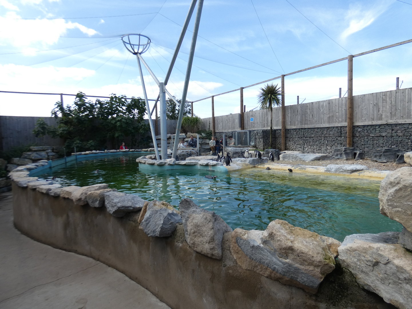 Humboldt's penguin and Inca tern aviary