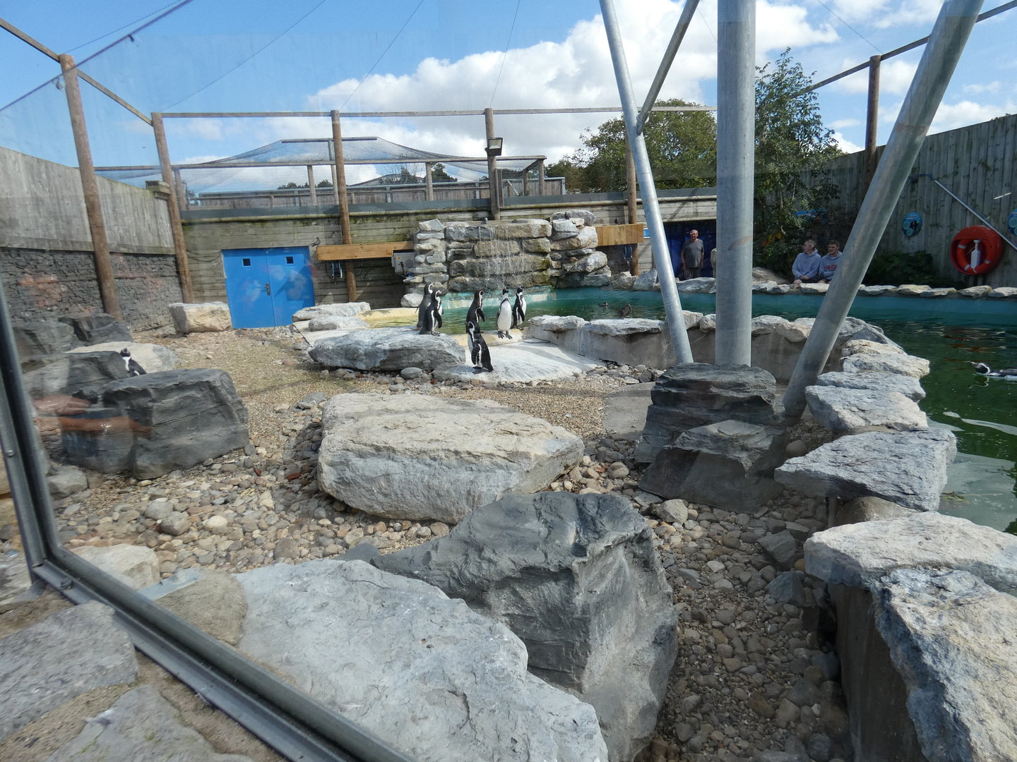 Humboldt's penguin and Inca tern aviary