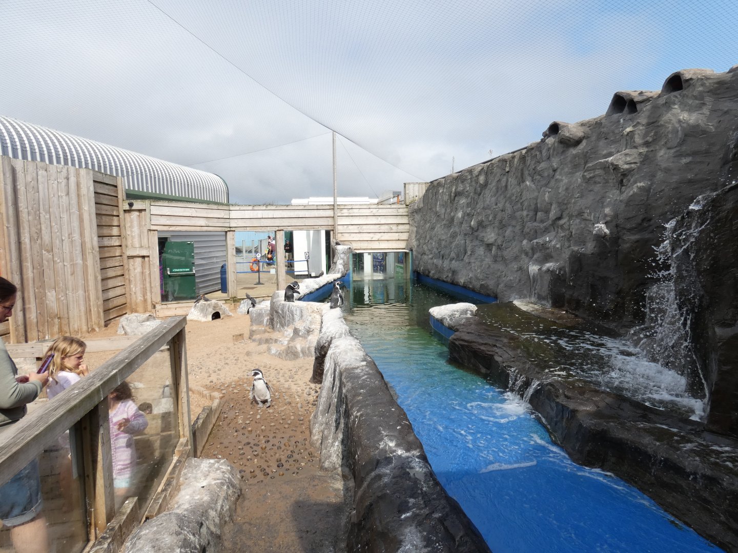 Humboldt's penguin and Inca tern enclosure