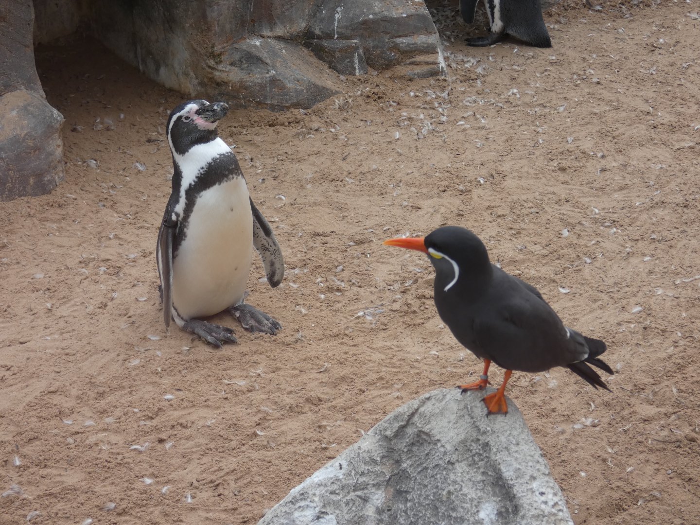 Humboldt's penguin and Inca tern