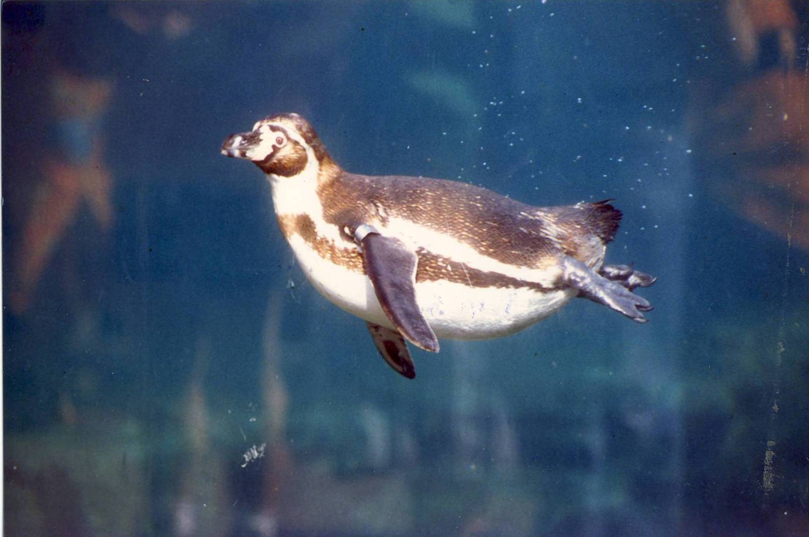 Humboldt's Penguin Chester Zoo 22 September 1997