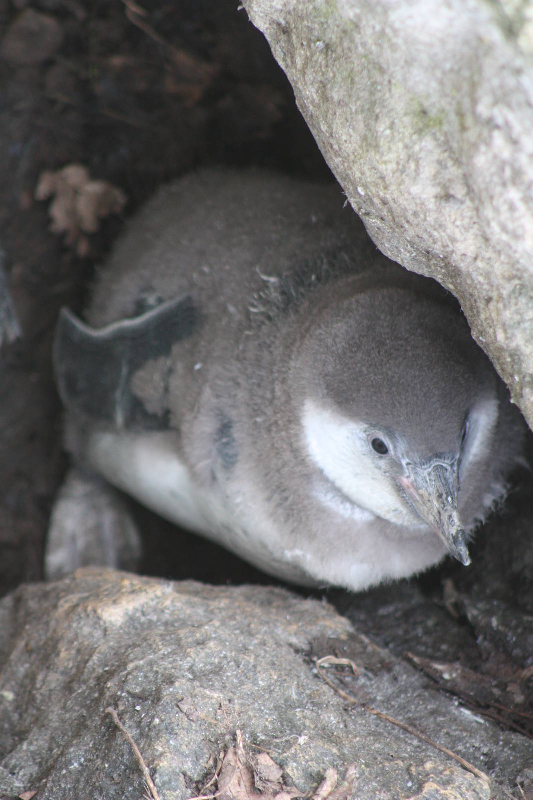 Humboldt's Penguin chick, 18th February 2015
