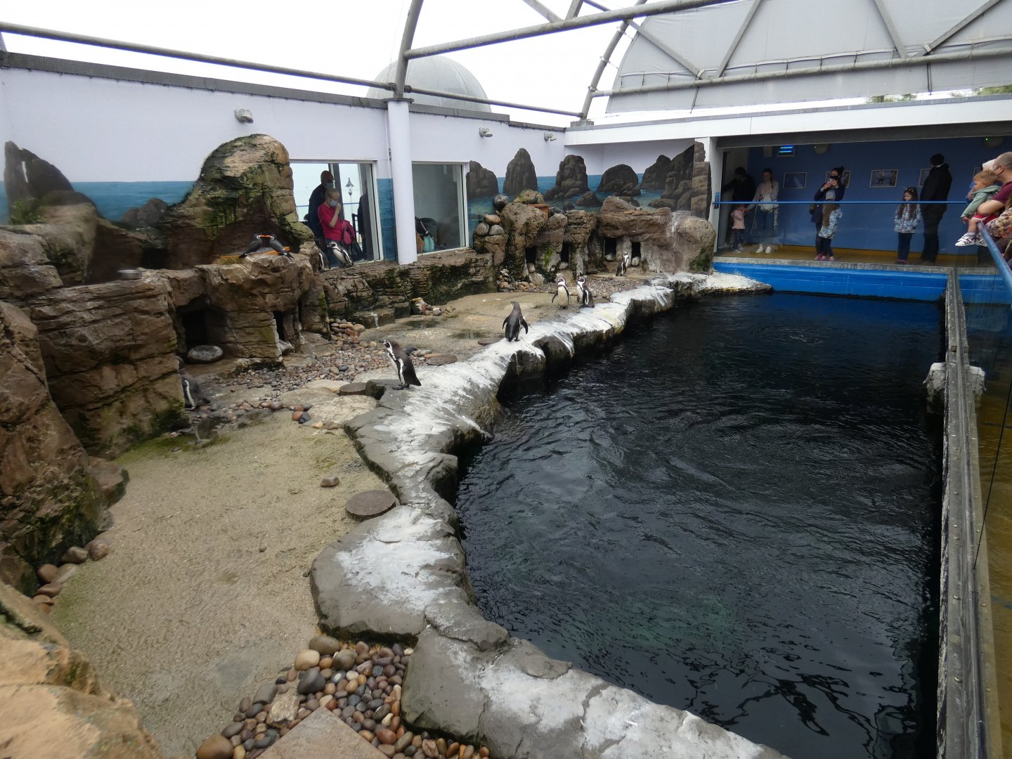 Humboldt's penguin enclosure (2)