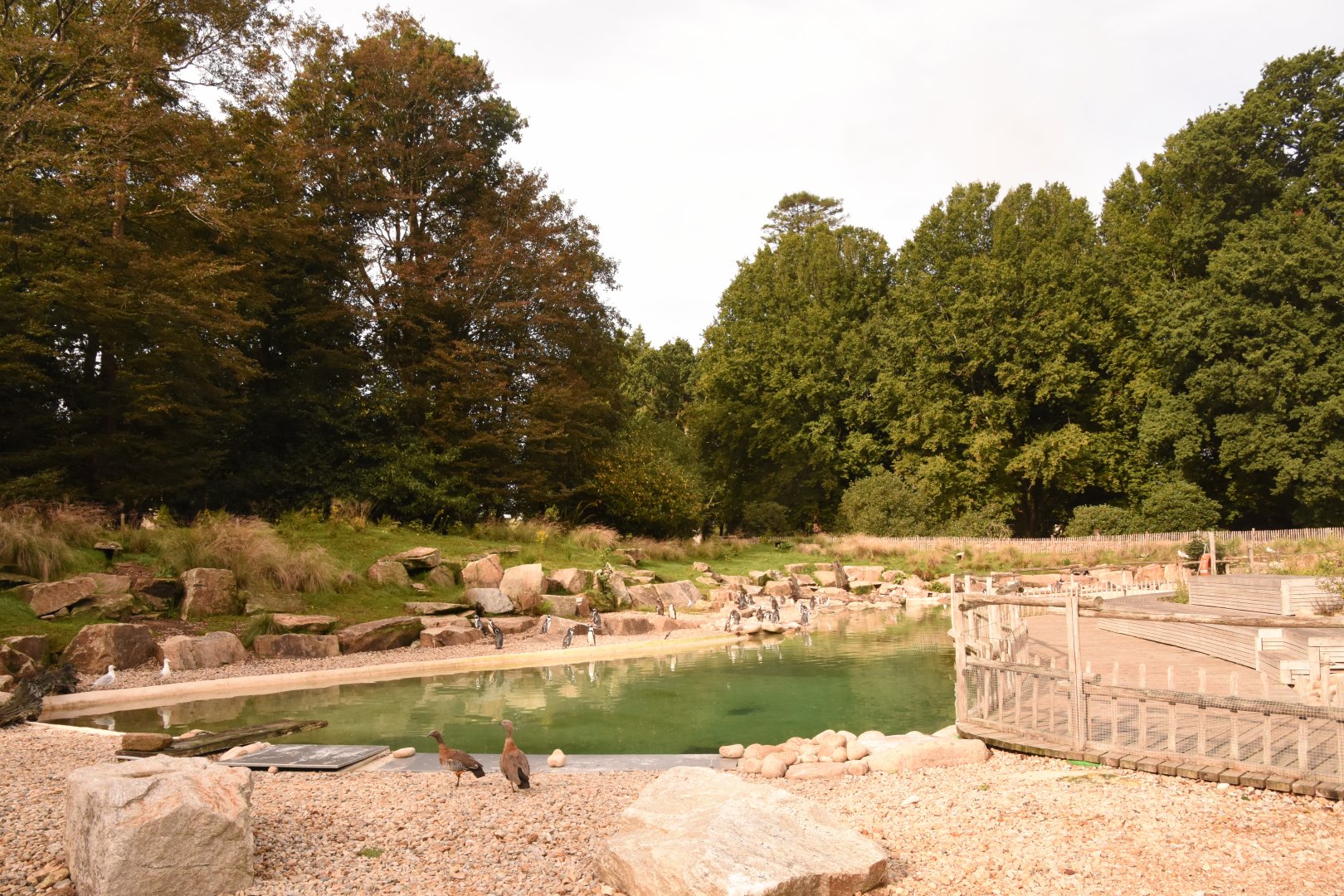 Humboldt's Penguin enclosure (shows 1/2)