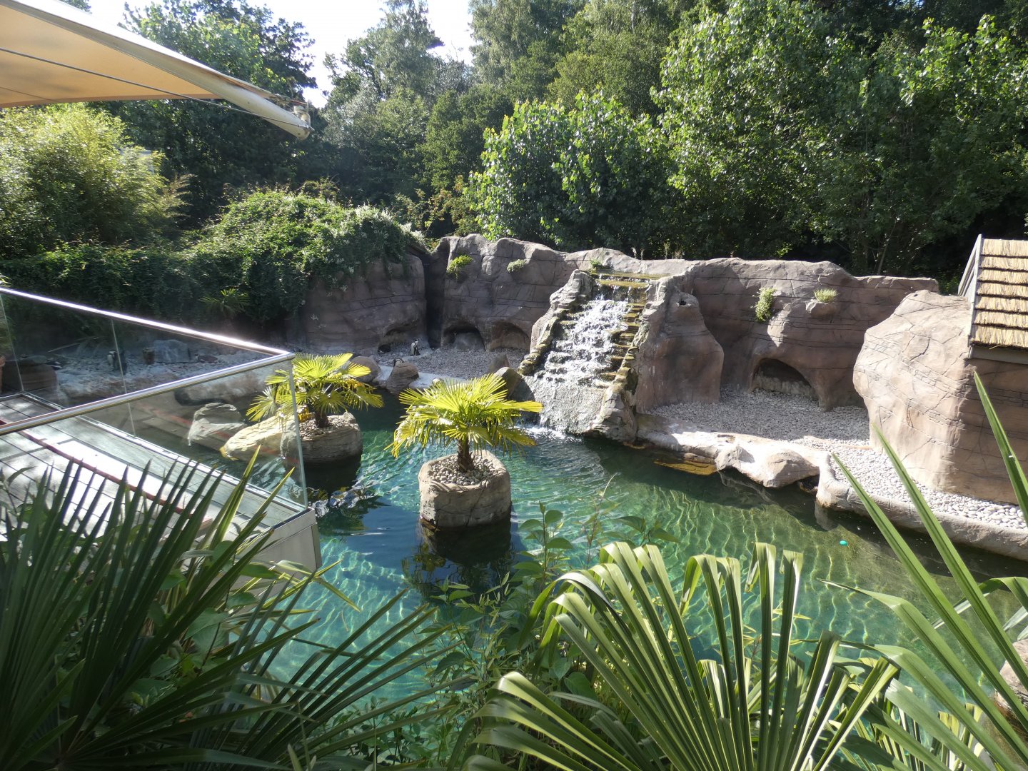 Humboldt's Penguin enclosure