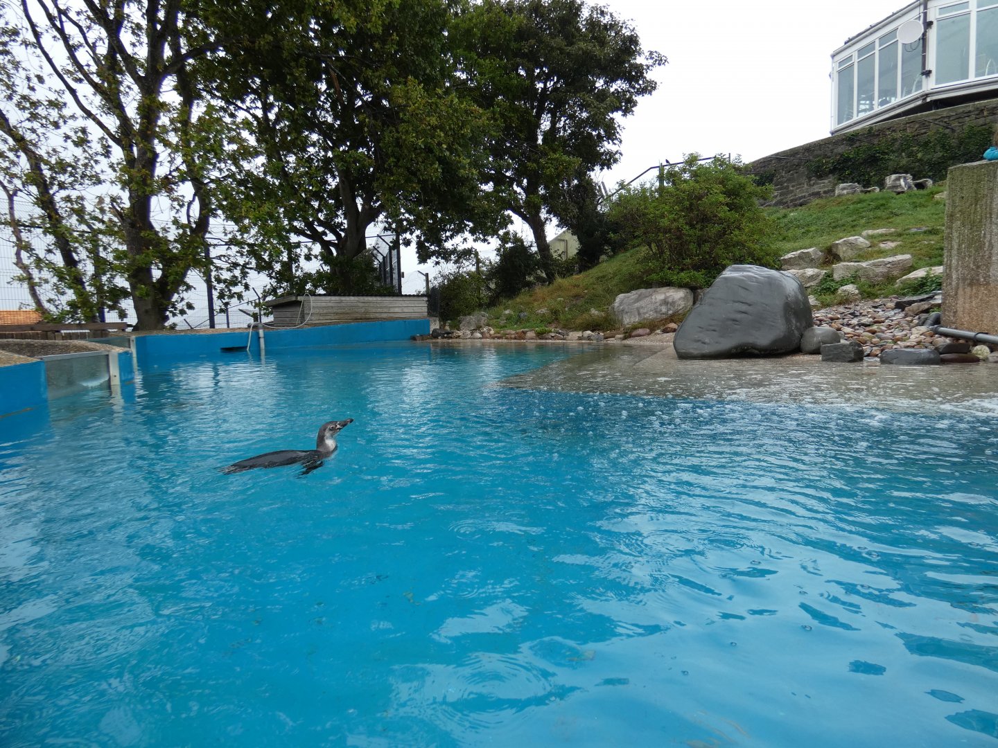 Humboldt's Penguin enclosure