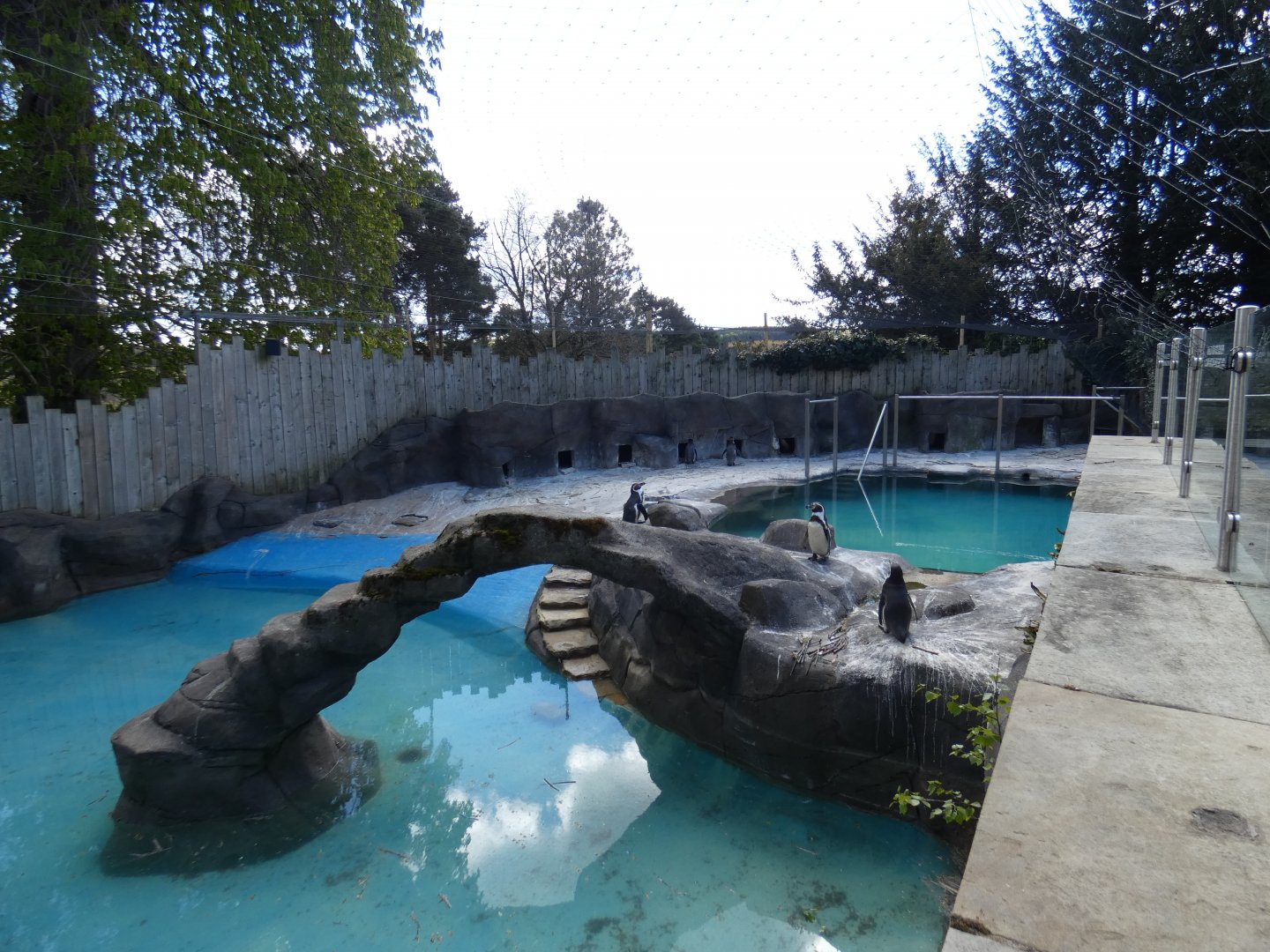 Humboldt's penguin enclosure