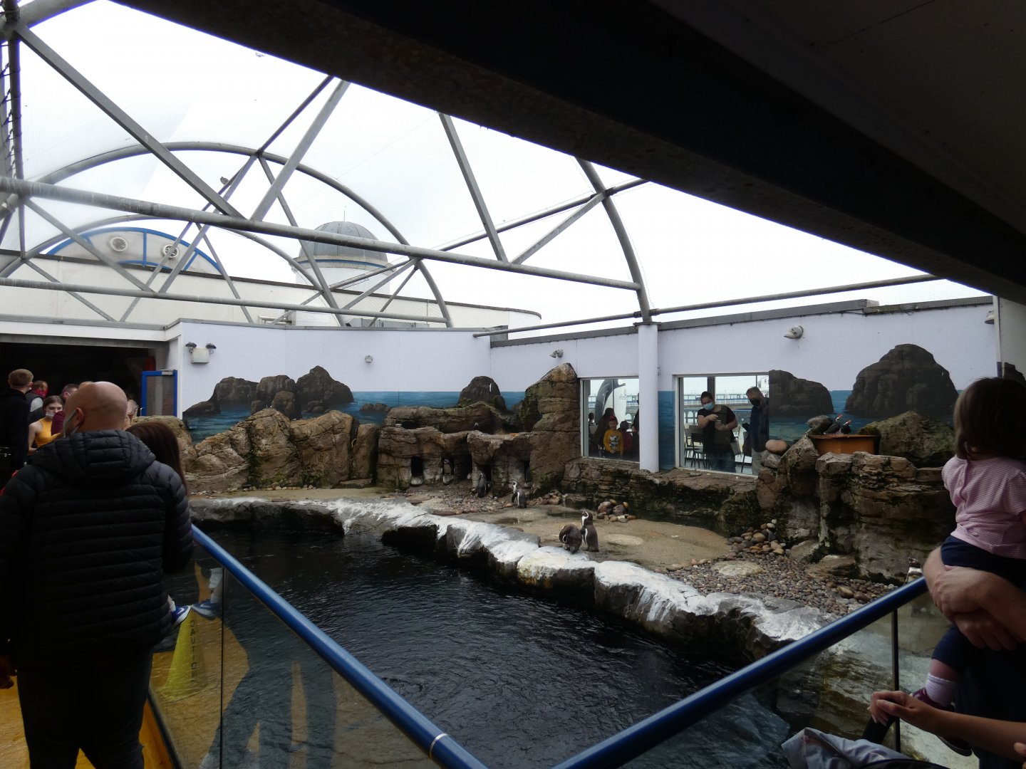 Humboldt's penguin enclosure
