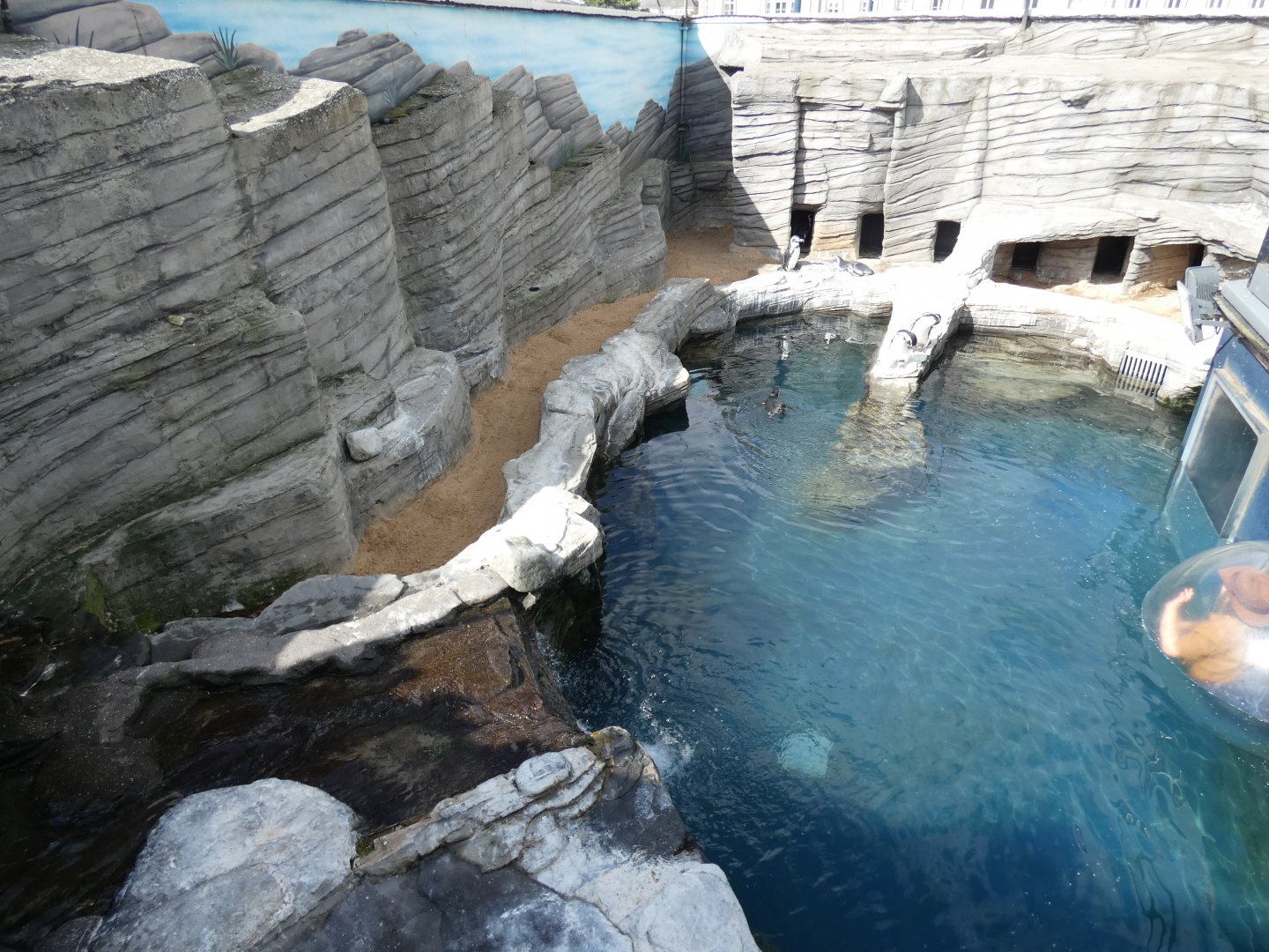 Humboldt's penguin enclosure
