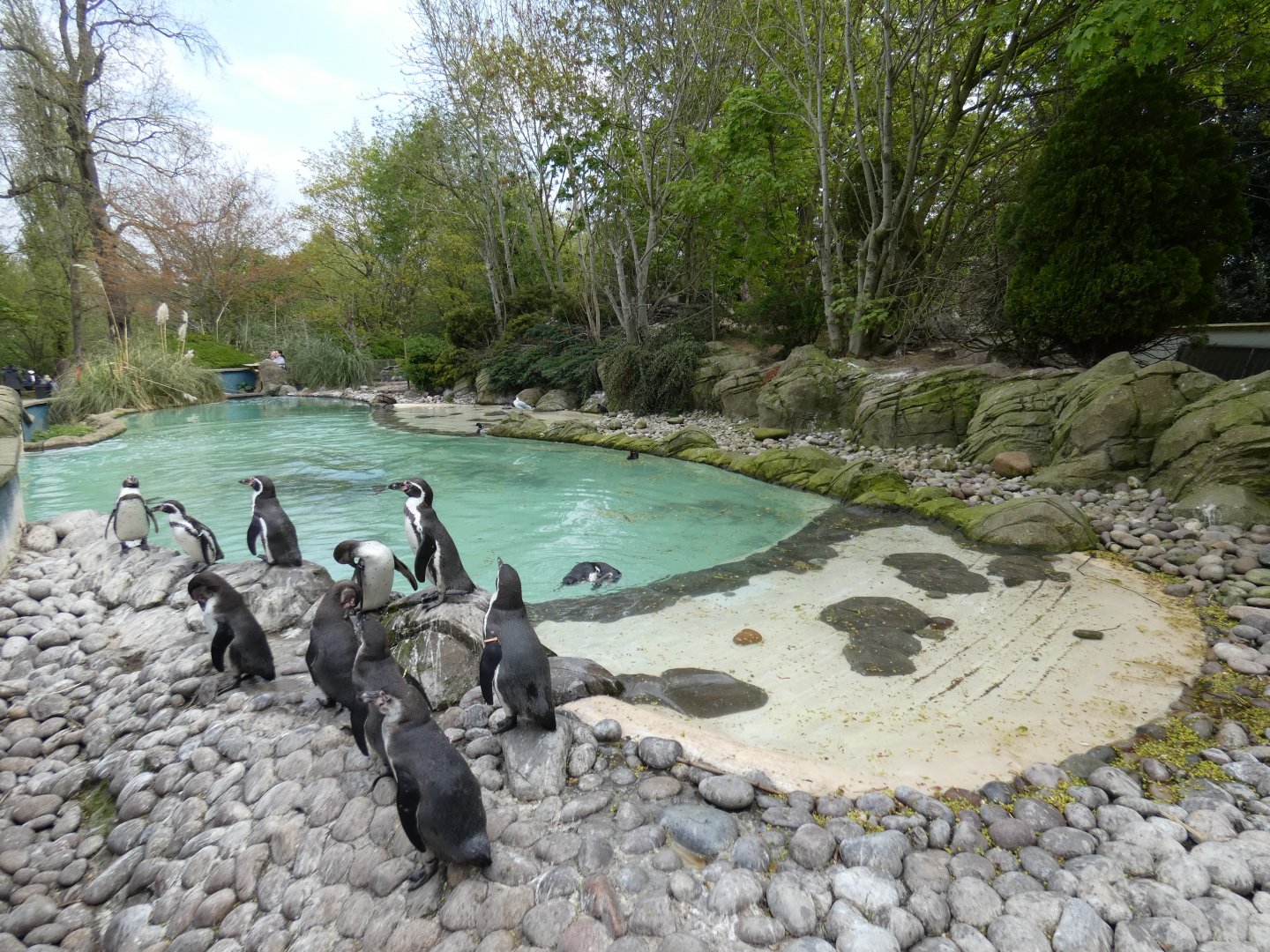 Humboldt's penguin enclosure