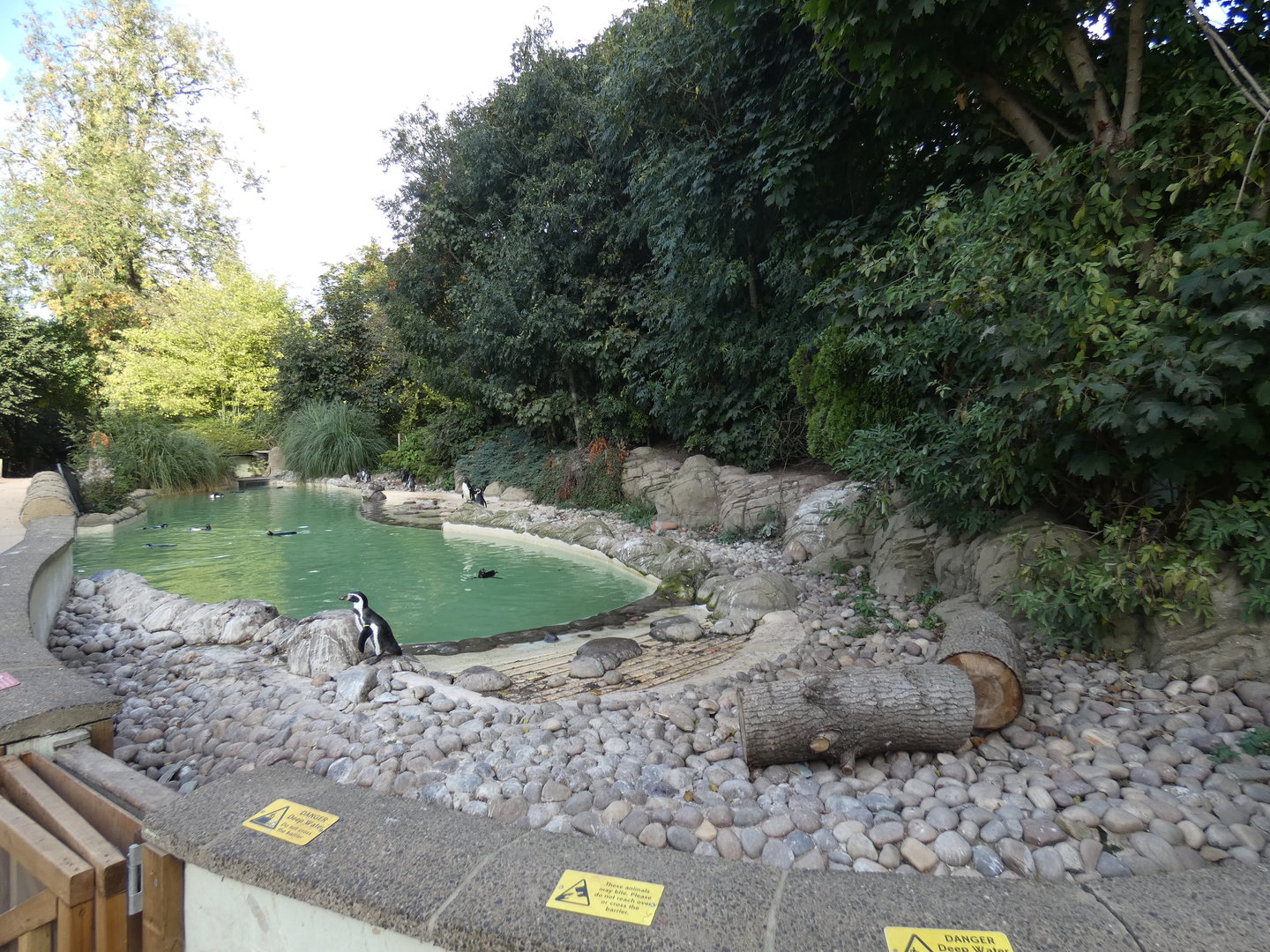 Humboldt's penguin enclosure