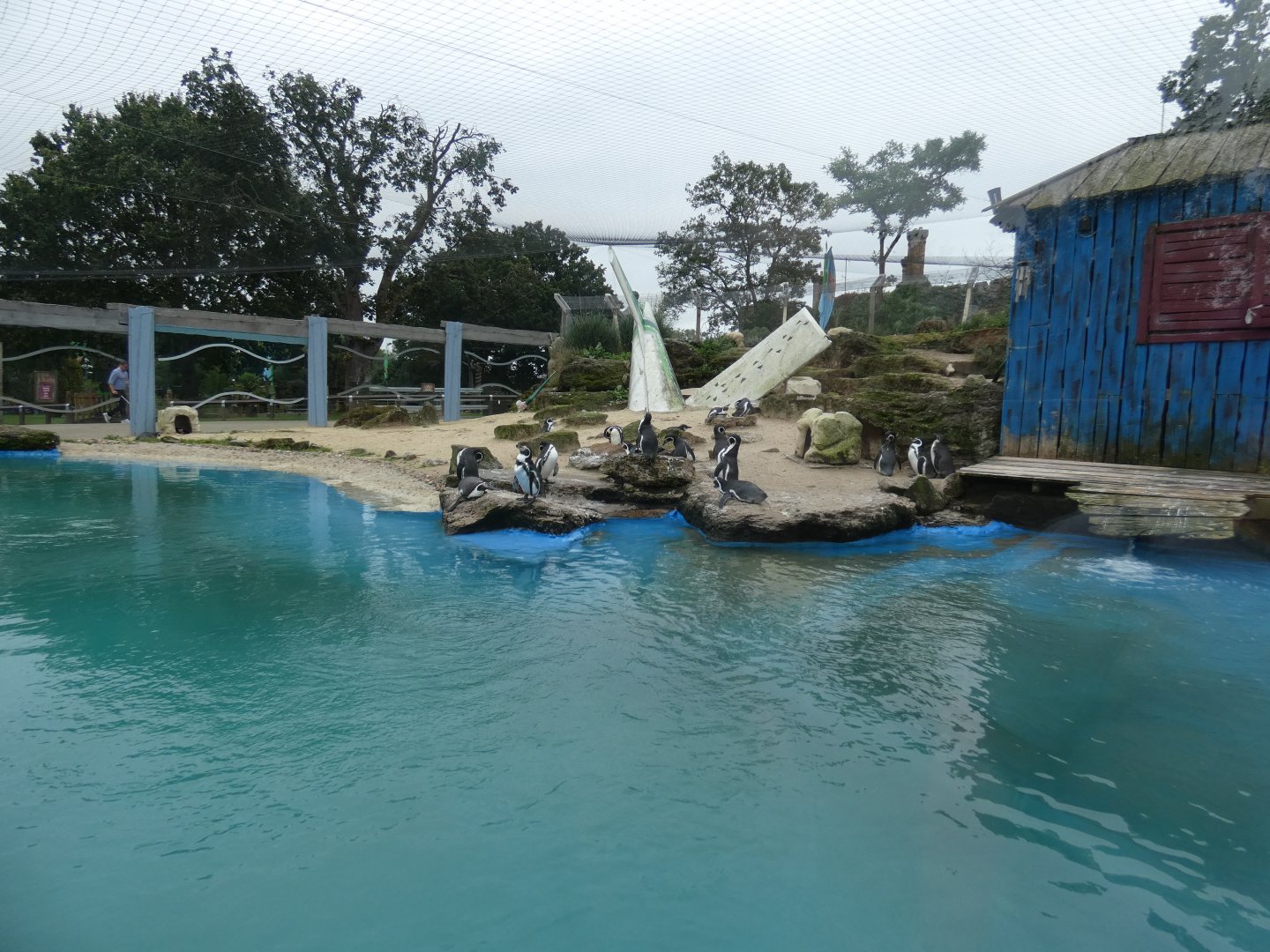 Humboldt's penguin enclosure