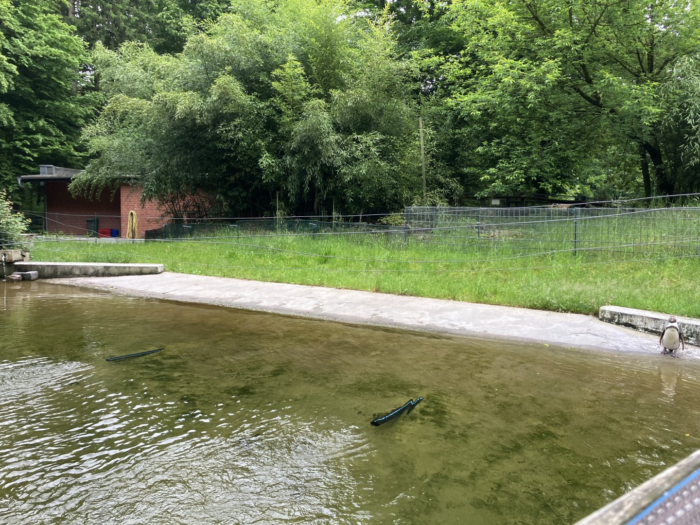 Humboldt’s penguin enclosure
