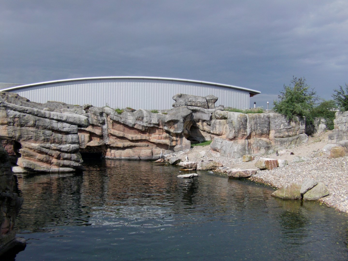 Humboldt's penguin exhibit - July 2011