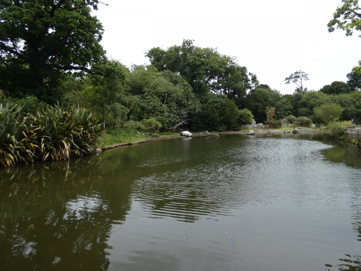 Humboldt's penguin massive pool