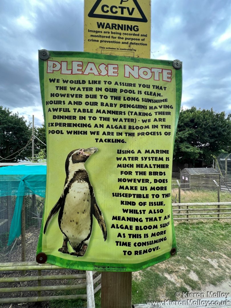 Humboldt's Penguin Notice