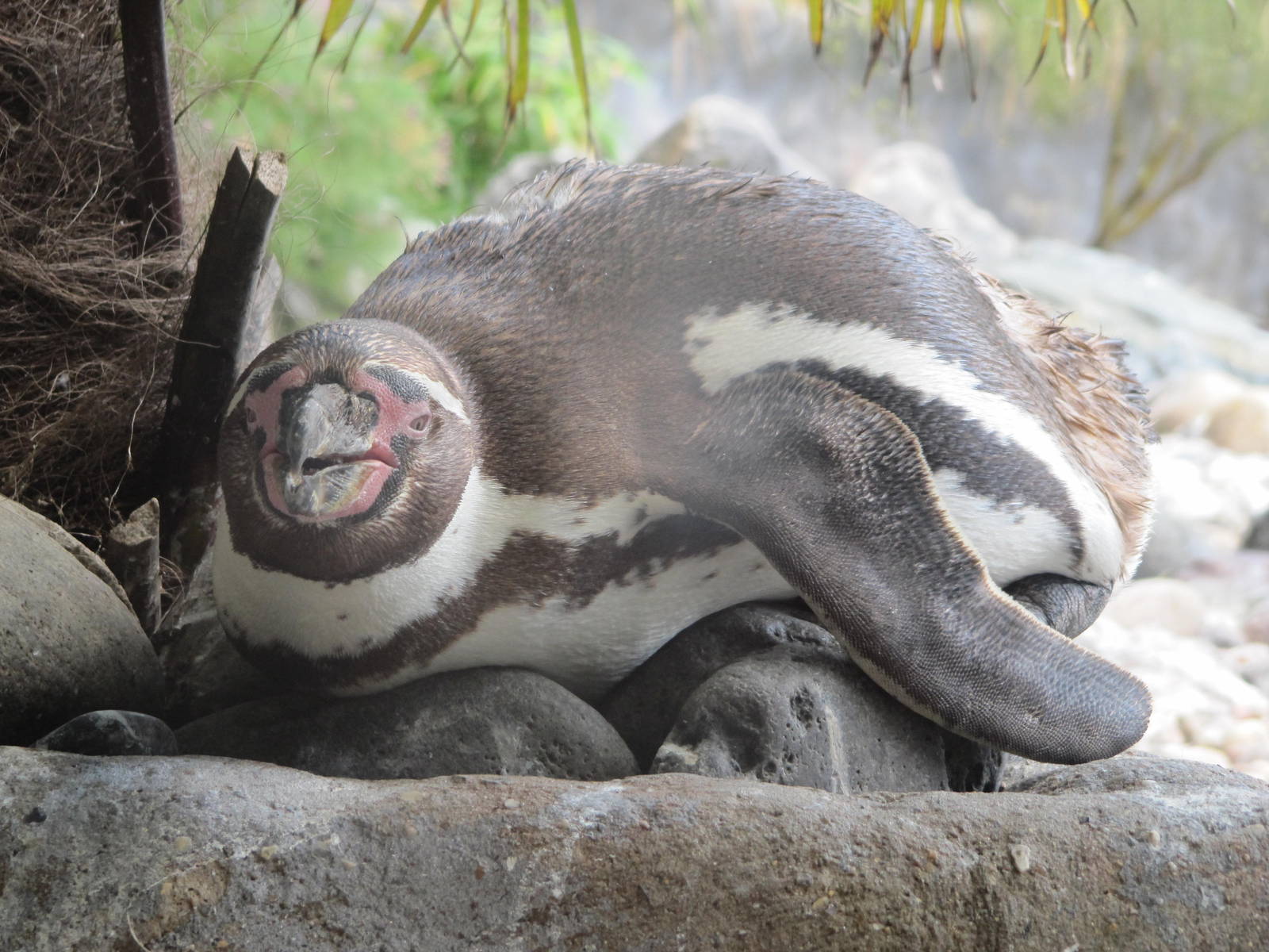 Humboldts penguin on 06/08/2016