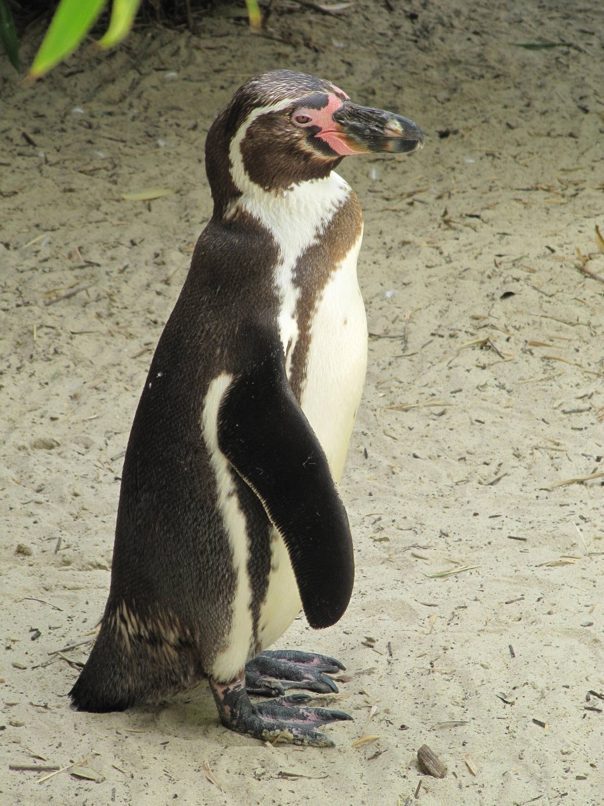 Humboldts penguin on 06/08/2016