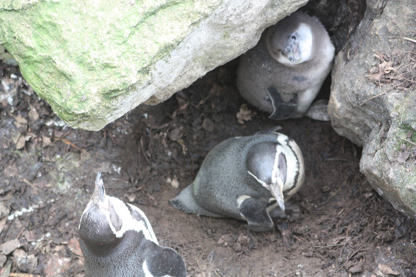 Humboldt's Penguin parents and chick, 18th February 2015