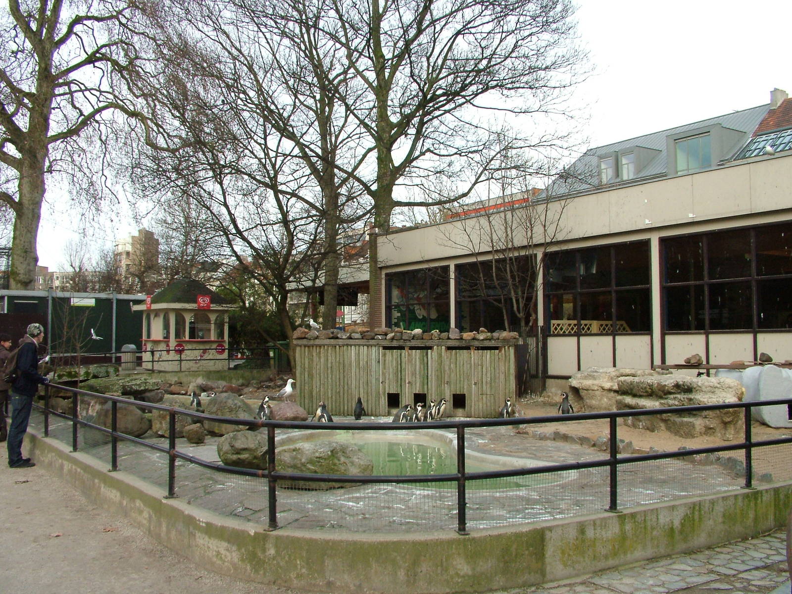 Humboldt's Penguin pool at Antwerp Zoo Jan 09