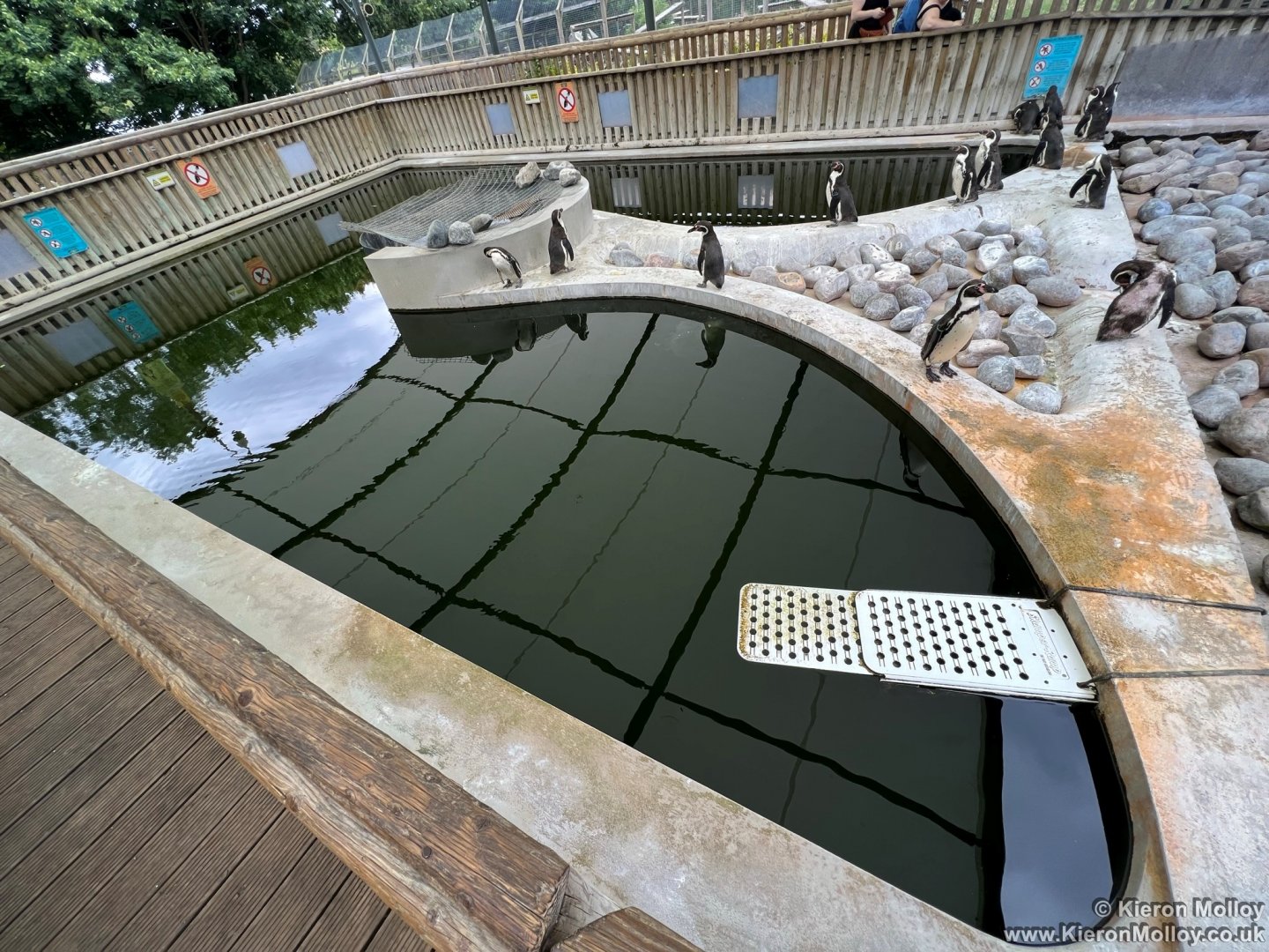 Humboldt's Penguin Pool