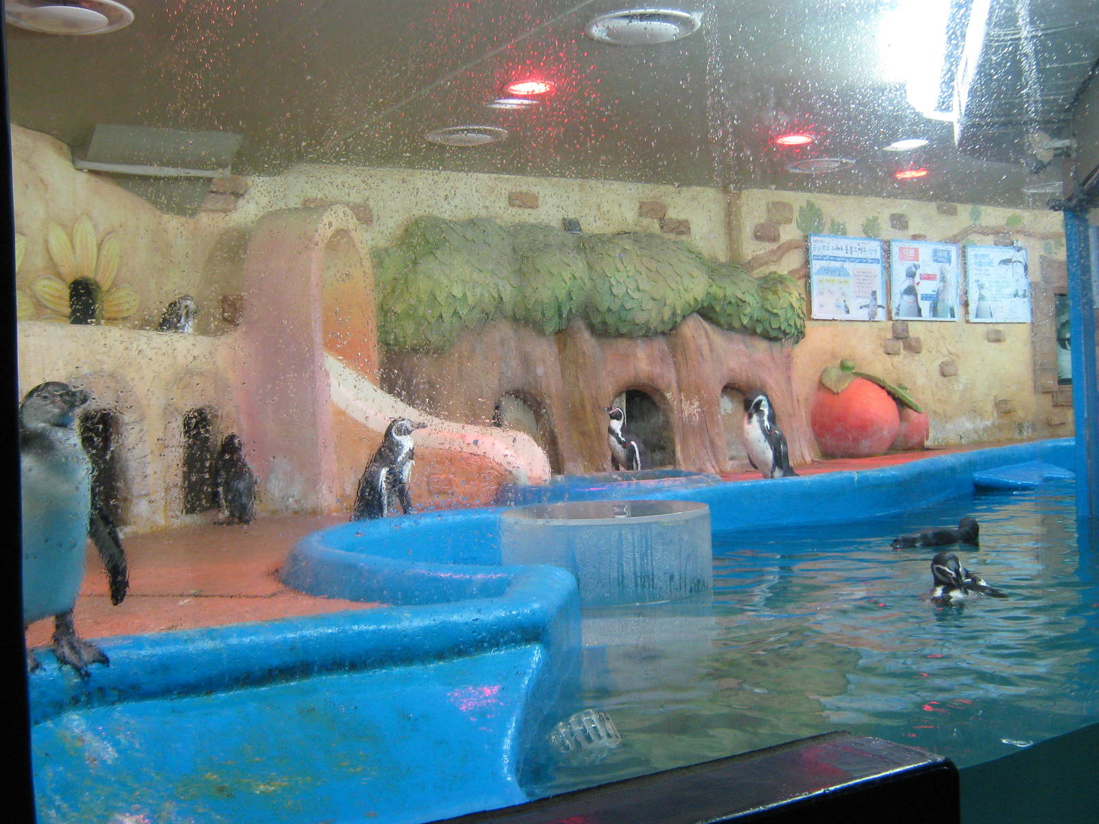 Humboldts penguin (Spheniscus humboldti) enclosure