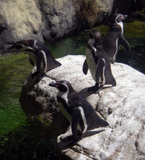Humboldt's Penguin (Spheniscus humboldtii)