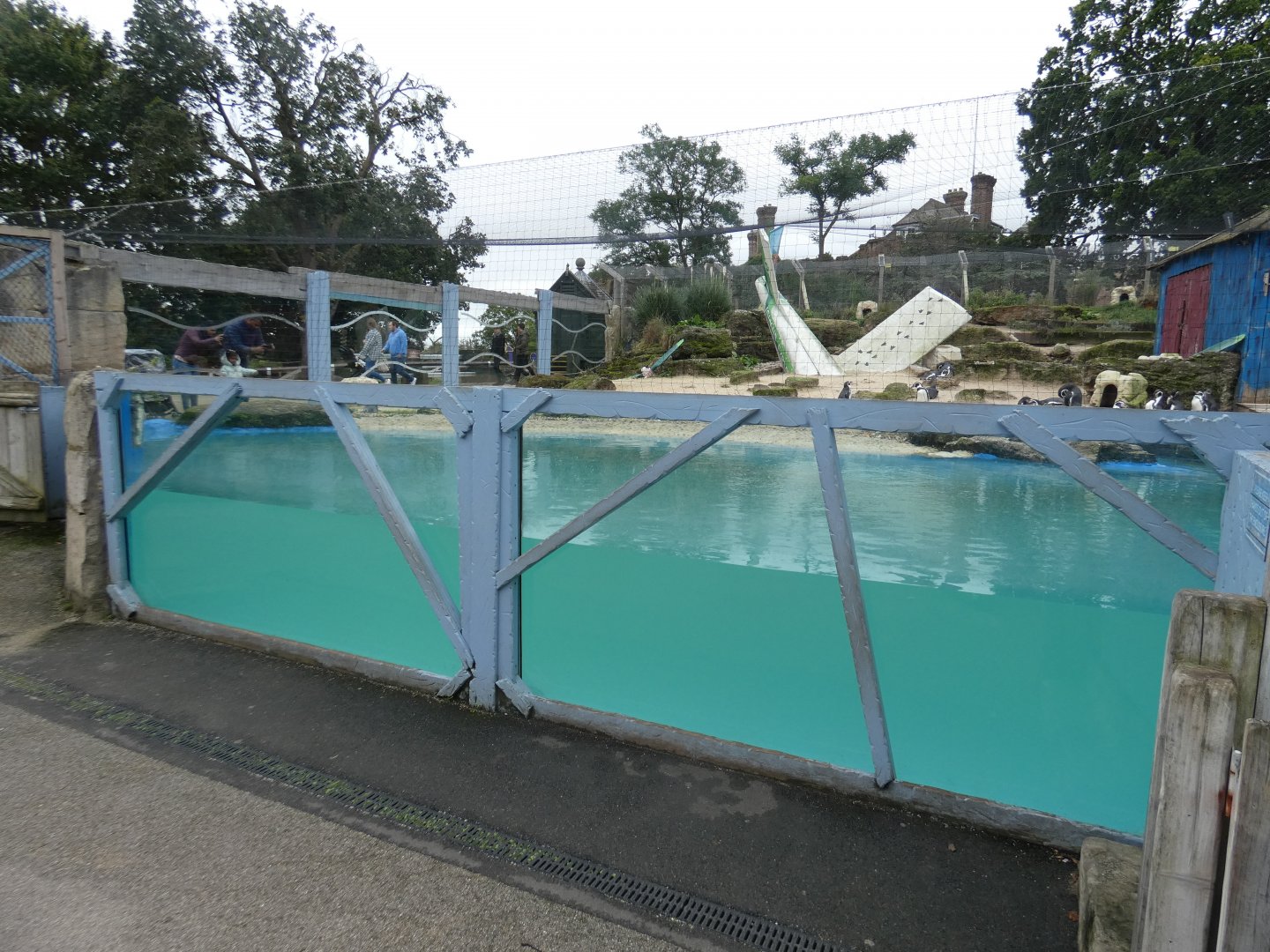 Humboldt's penguin underwater viewing
