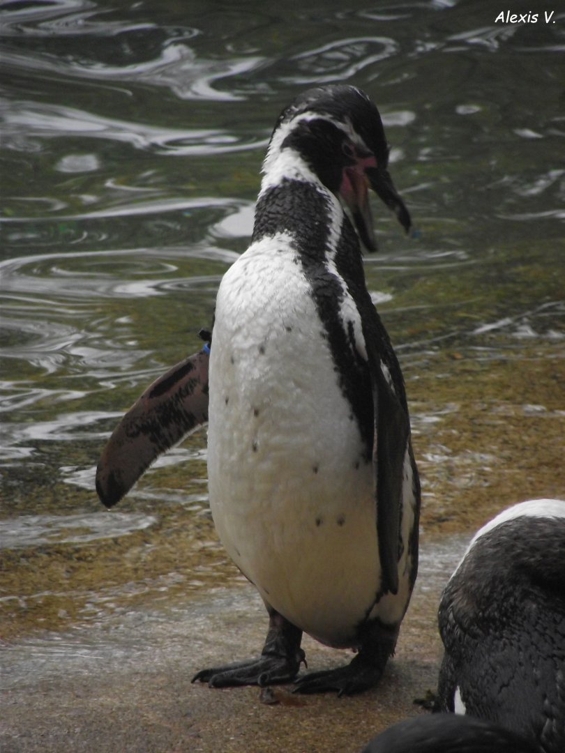 Humboldt's Penguin - Zooparc de Beauval - 13/10/2024