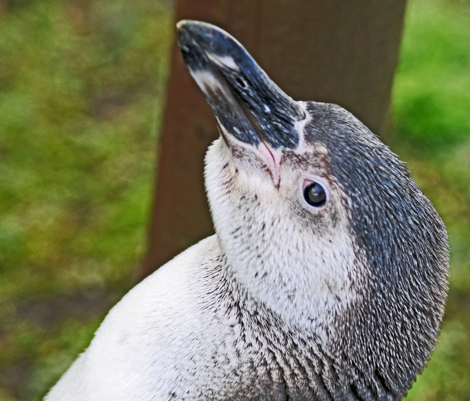HUMBOLDTS PENGUIN