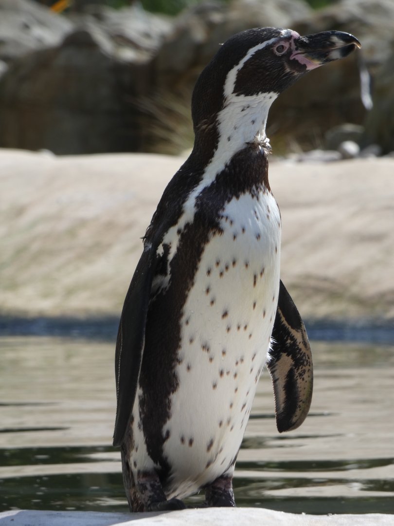 Humboldt's penguin
